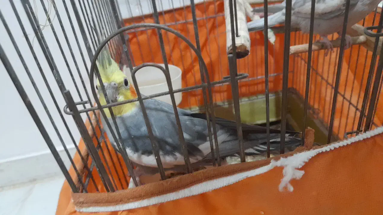 عروس هلندی ۹ماهه ۵ کلمه حرف|پرنده|صفادشت, |دیوار