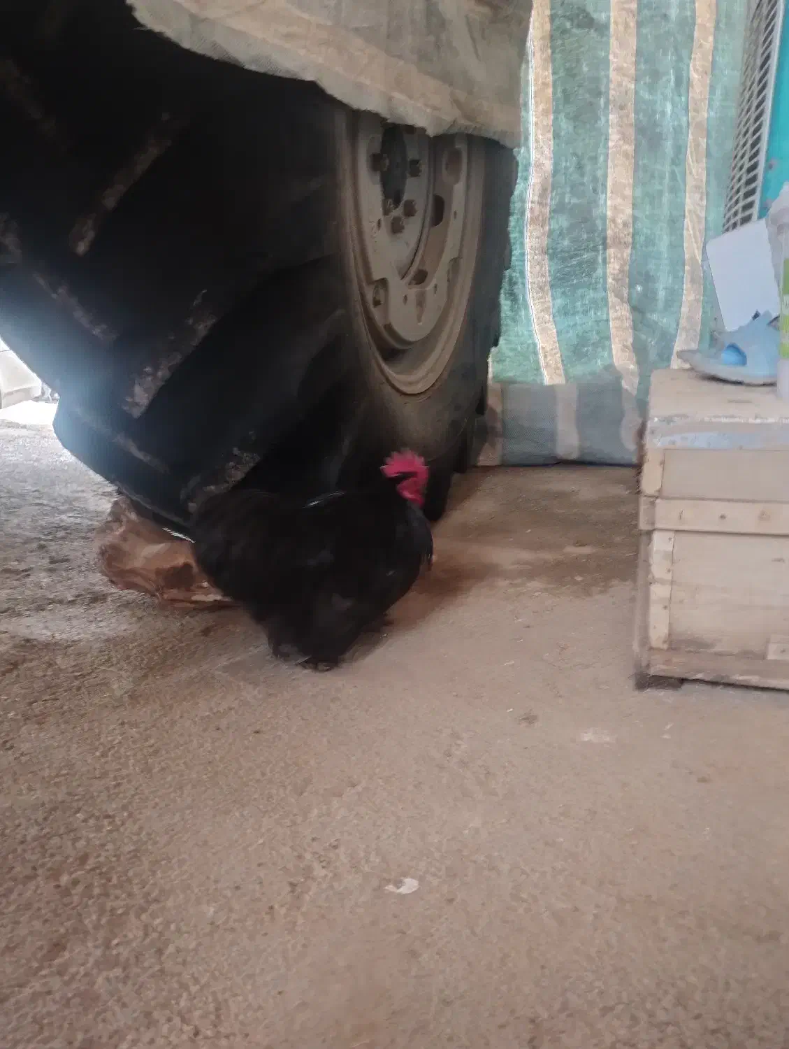 خروس|حیوانات مزرعه|جوانرود, |دیوار