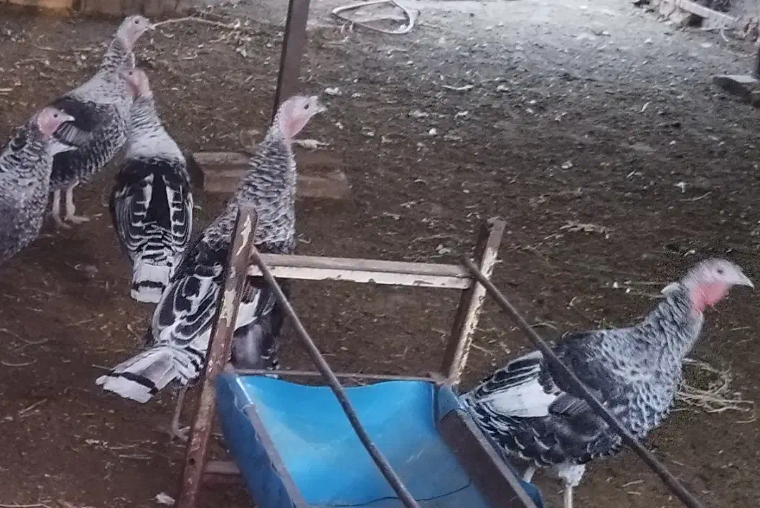 فروش بوقلمون نر و ماده|حیوانات مزرعه|بشاریات, |دیوار