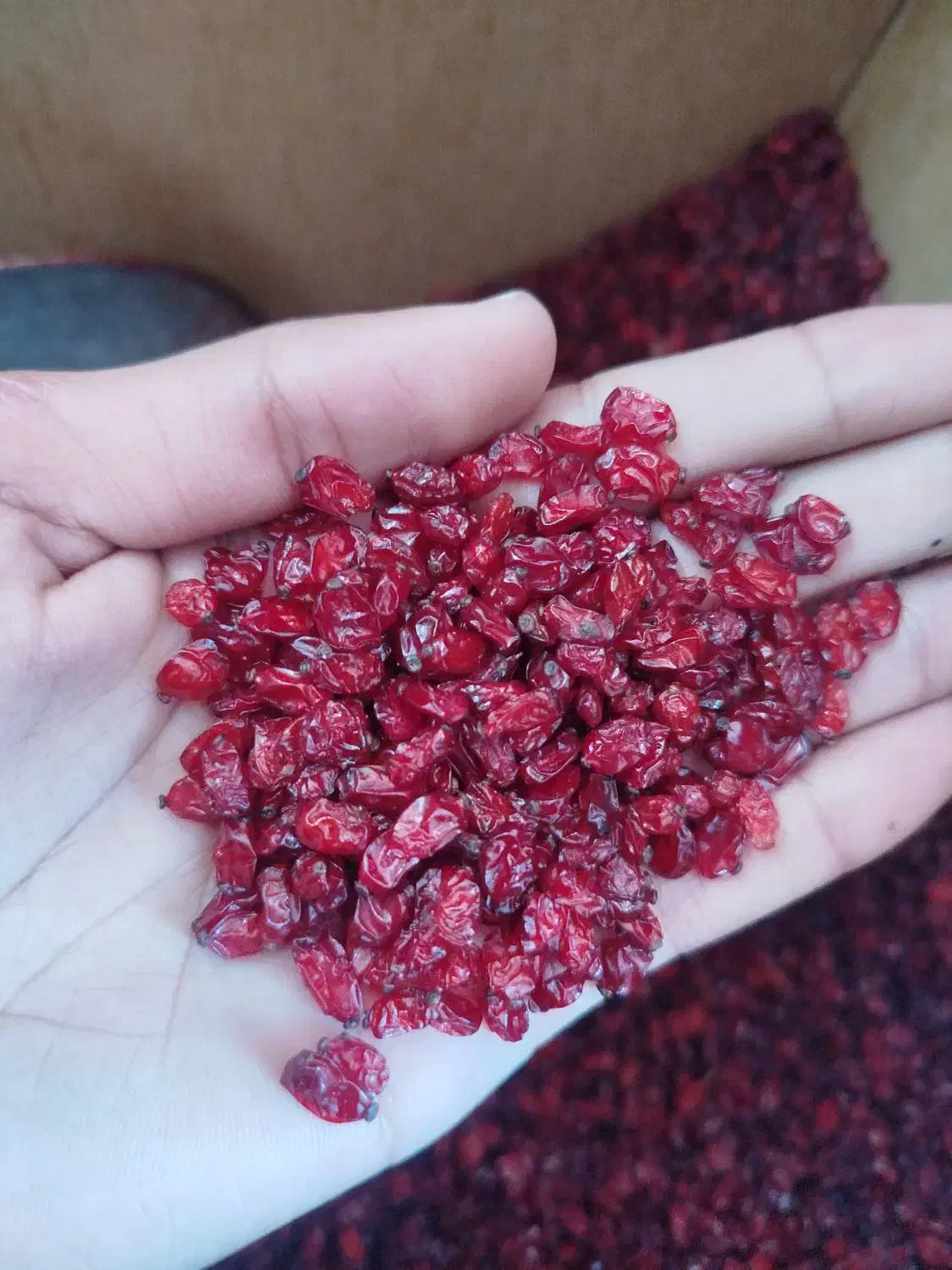 زرشک دانه اناری و زیر تالاری محصول پاییز ۱۴۰۴ قائن|خوردنی و آشامیدنی|قائن, |دیوار