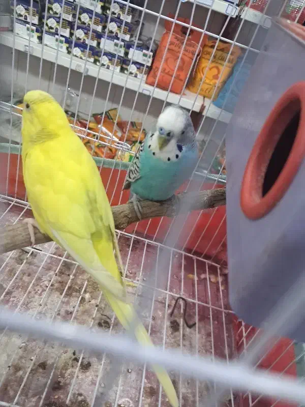 مرغ عشق|پرنده|مسجد سلیمان, |دیوار