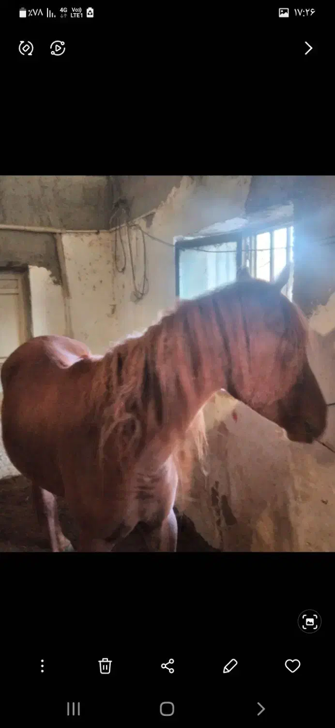 اسب مادیان کرد|اسب و تجهیزات اسب‌سواری|نهاوند, |دیوار