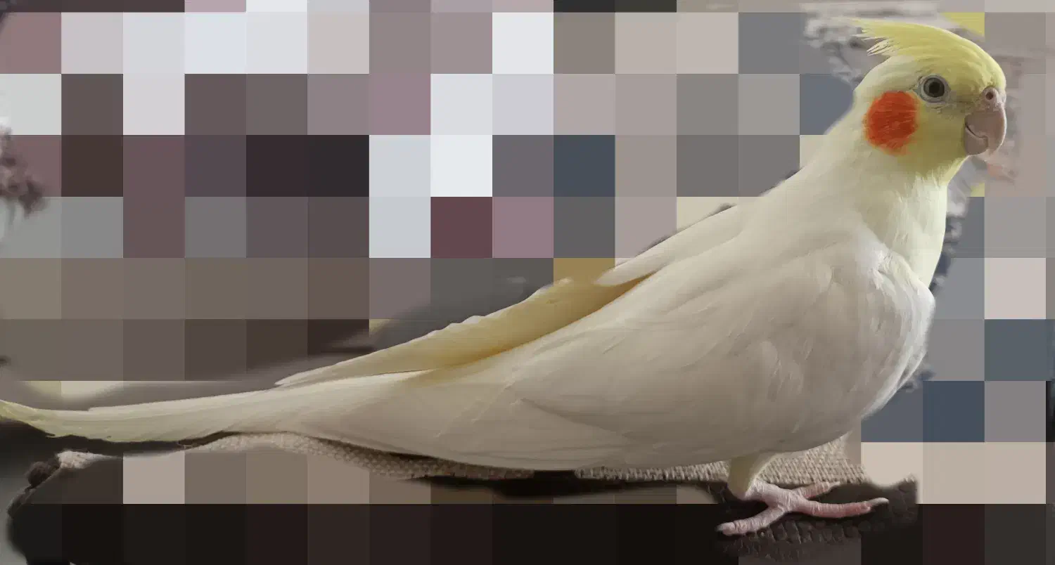 عروس هلندی لوتینو ماده|پرنده|طبس, |دیوار