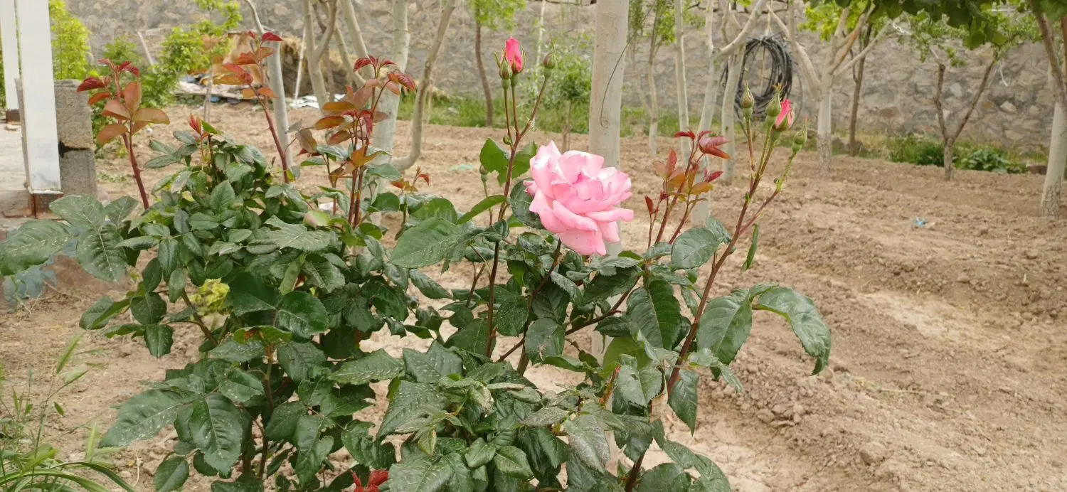 تصویر 7