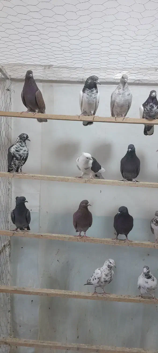 کبوتر  گرویی  رسید|حیوانات|گرگان, |دیوار