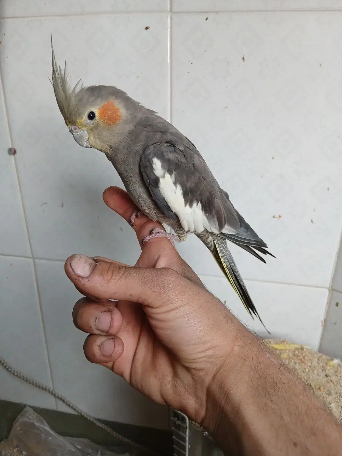 عروس هلندی کاملا اهلی|پرنده|آذرشهر, |دیوار