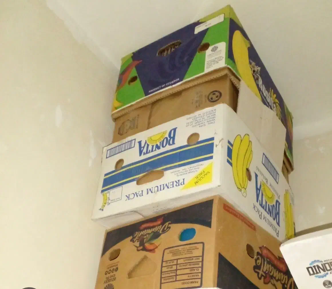 کارتون موزی|عمده‌فروشی|ارزوئیه, |دیوار