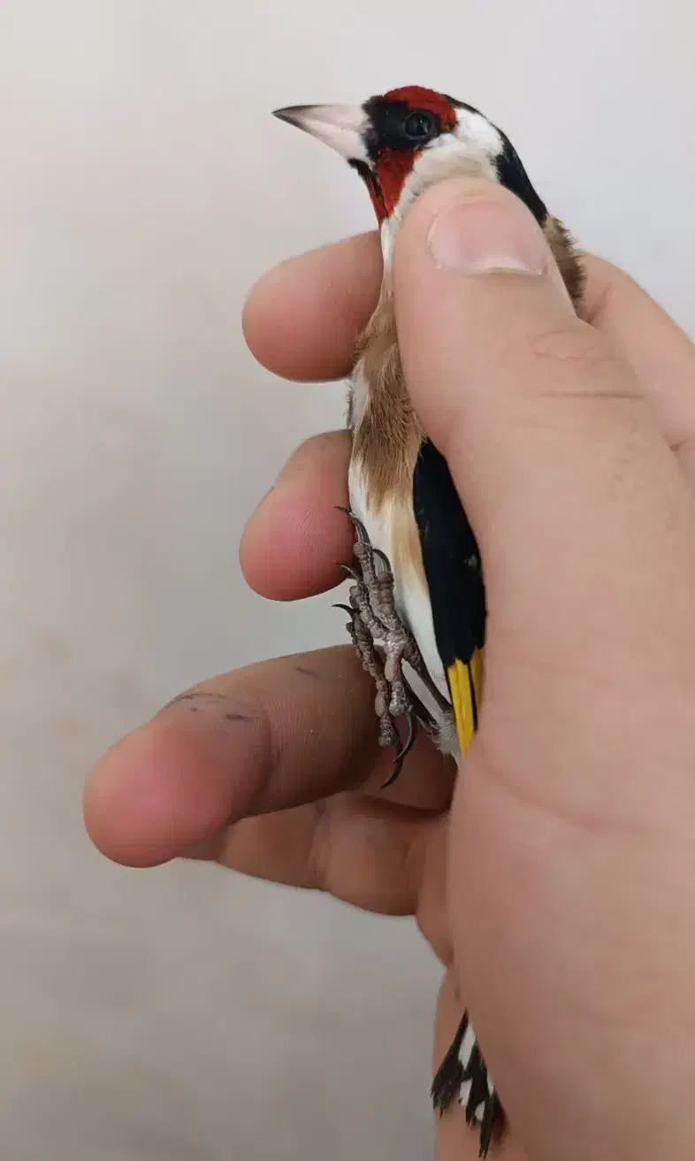 سهره|پرنده|اراک, |دیوار