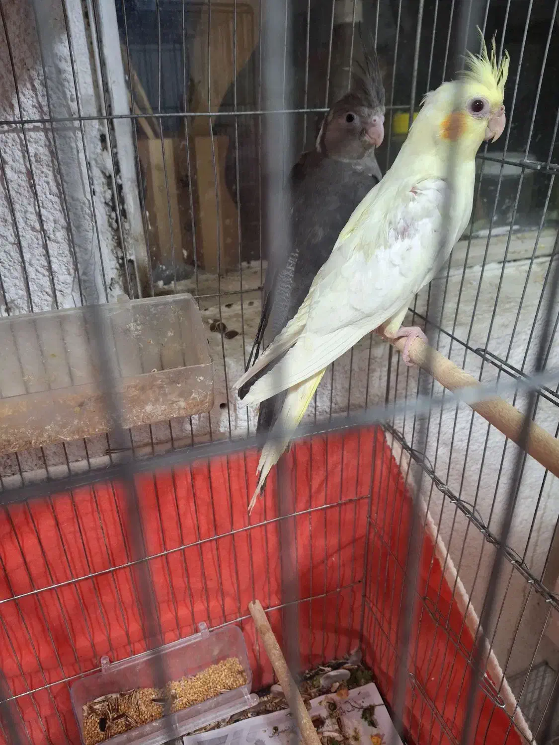 عروس هلندی|پرنده|بندرعباس, |دیوار