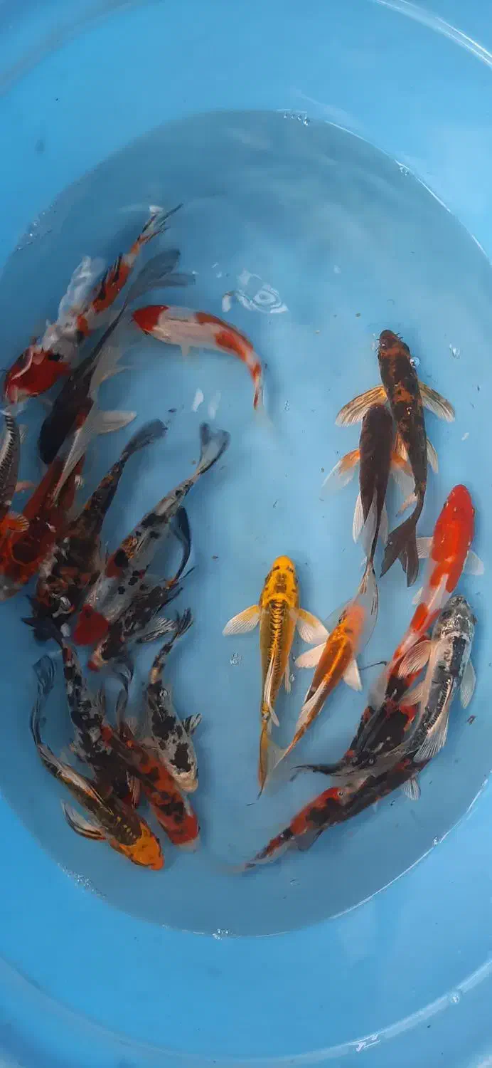 کوی زیبا نژاد|ماهی|لاهیجان, حاجی آباد|دیوار