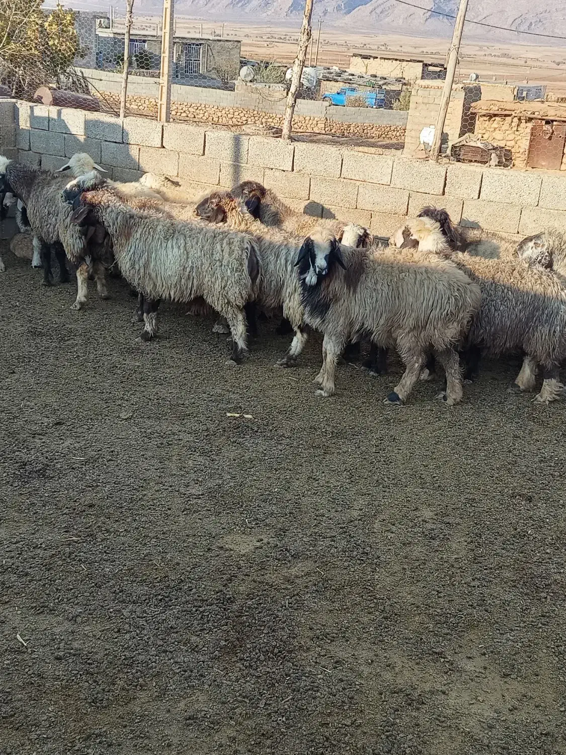 میش بره دار آبستن 15راس درجه یک|حیوانات مزرعه|میمند, |دیوار