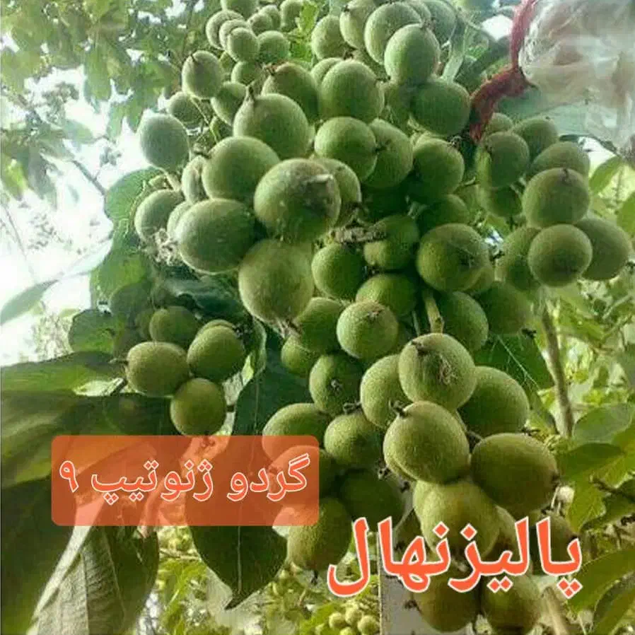 نهالستان مهندس قاسمی تولید کننده انواع نهال|خدمات باغبانی و درختکاری|آبش احمد, |دیوار