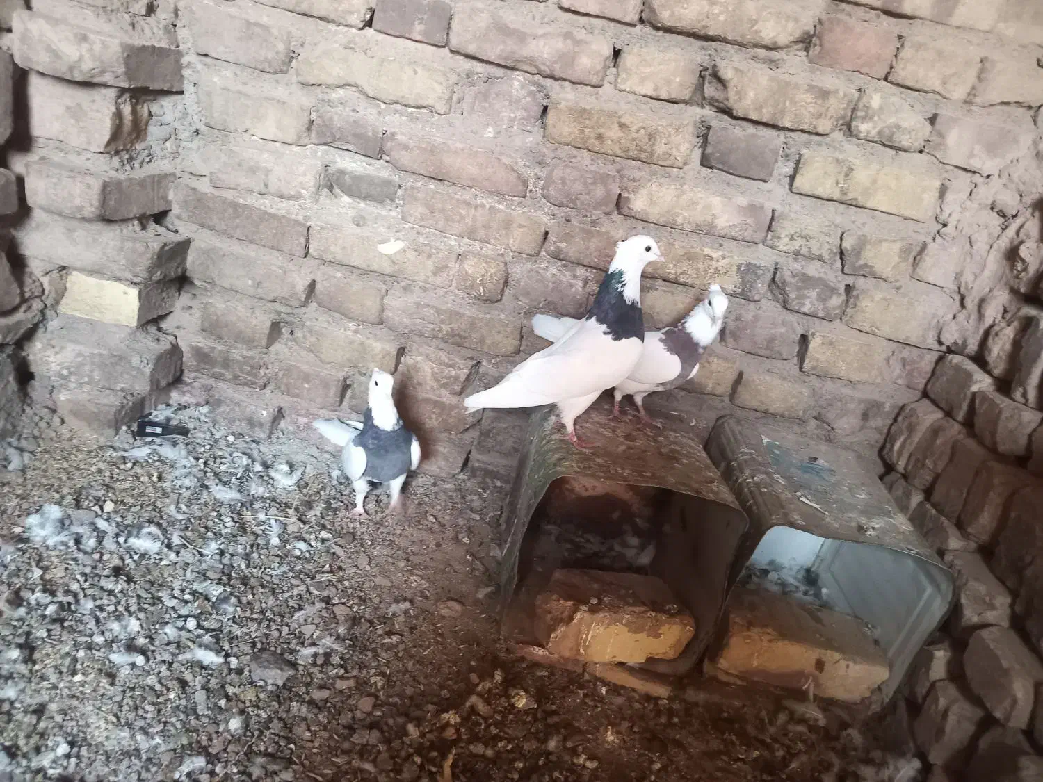 کفتر|پرنده|سده (خراسان جنوبی), |دیوار