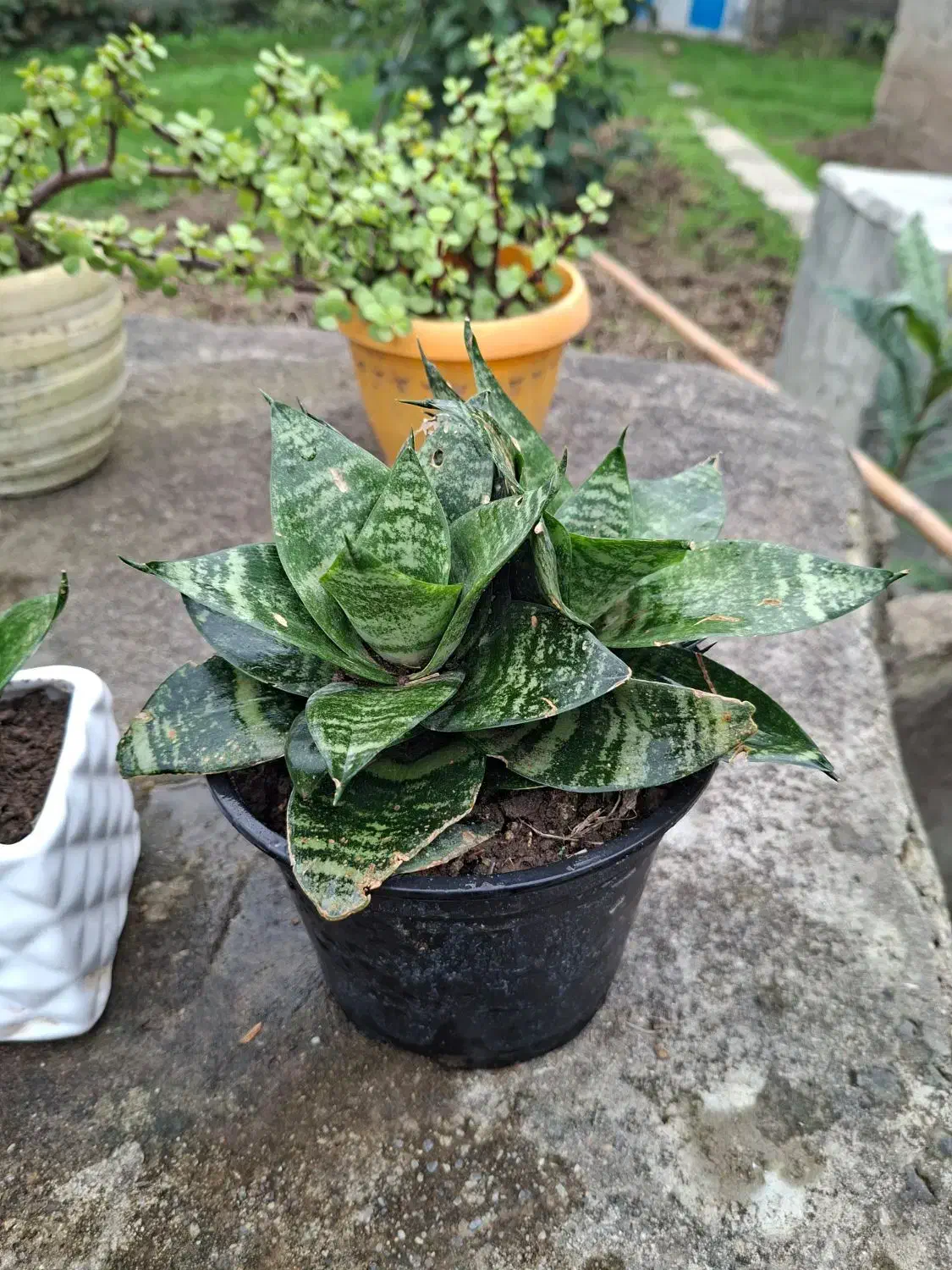 فروش گل زینتی|گل و گیاه طبیعی|رشت, دیلمان|دیوار