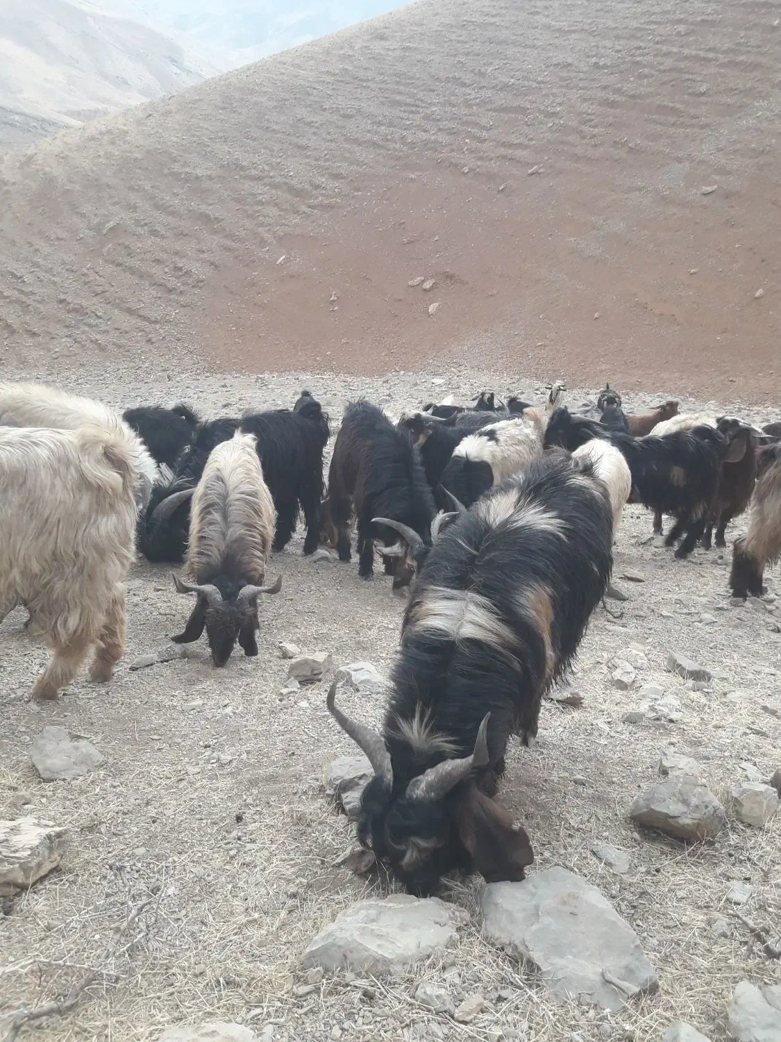 بزغاله نر|حیوانات مزرعه|بروجرد, |دیوار