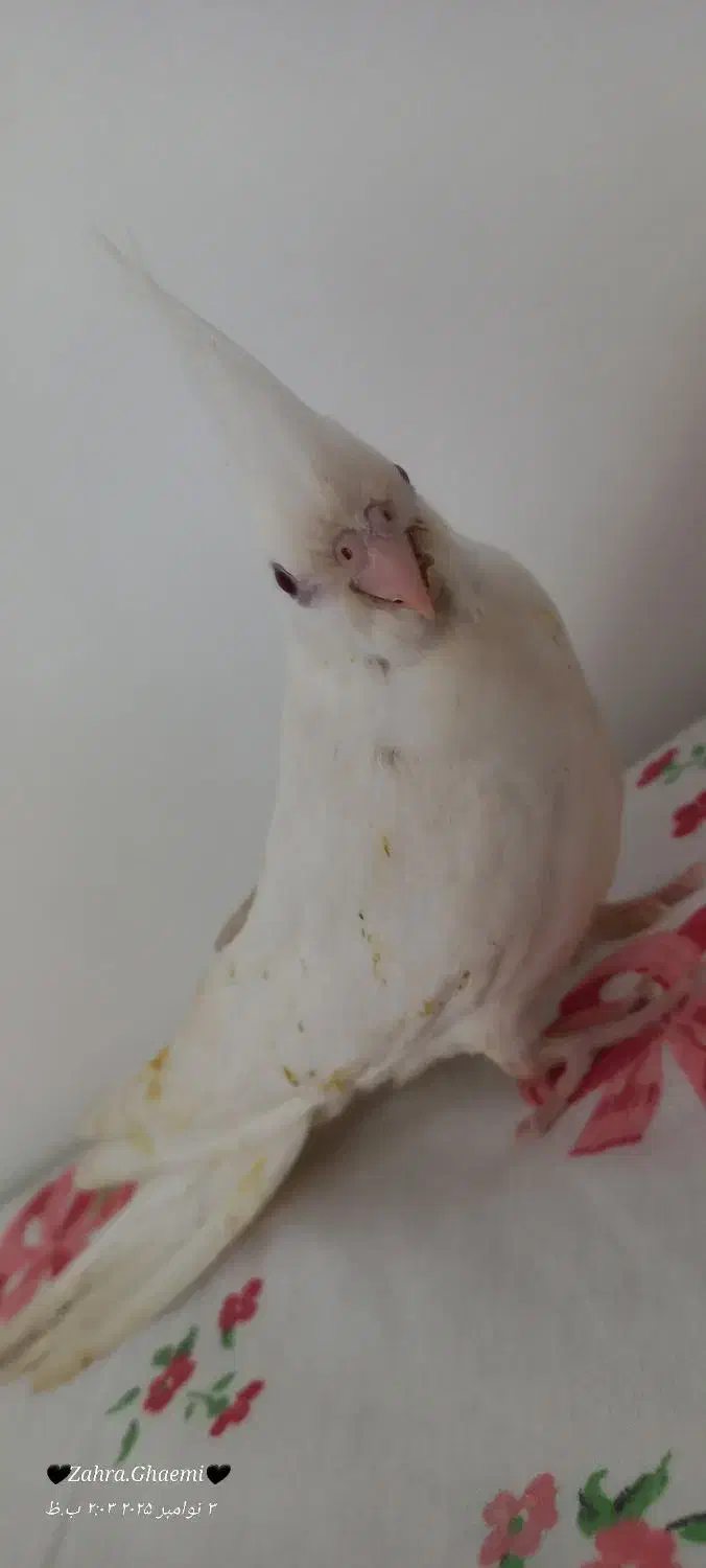 جوجه عروس هلندی|پرنده|گرمسار, |دیوار