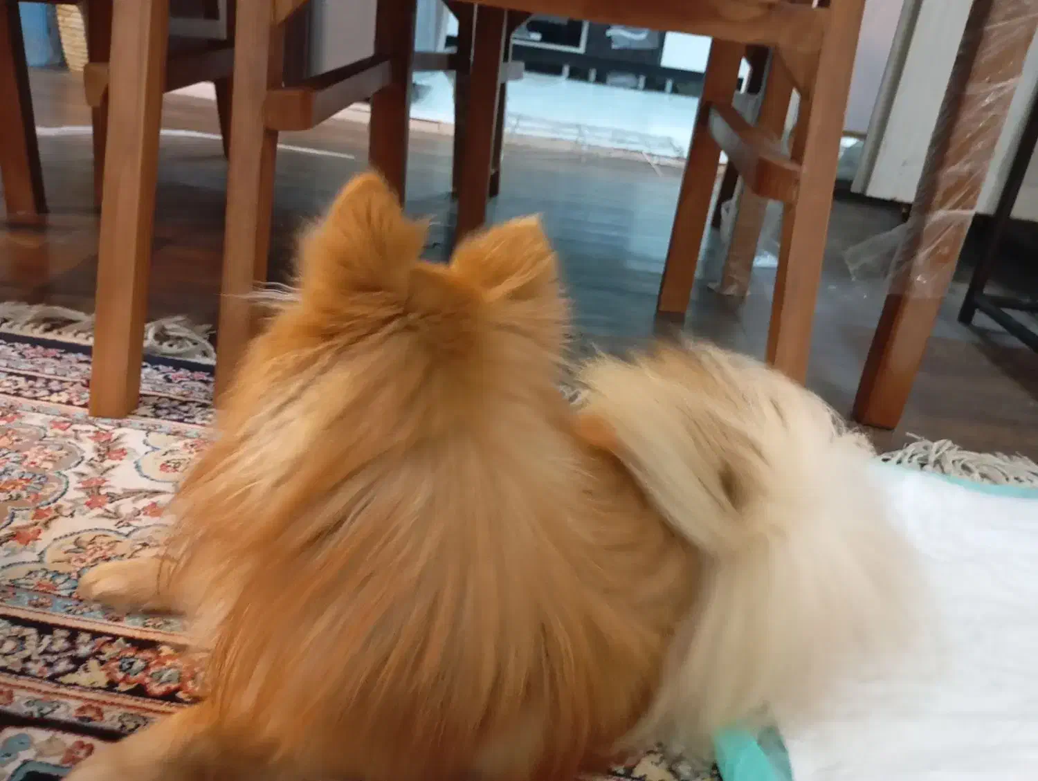 سگ پامرانین|سگ|شاهینشهر, خانه کارگر|دیوار