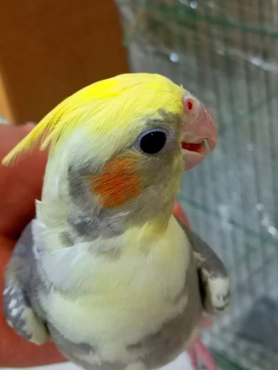 ابلغ عروس هلندی|پرنده|قم, انسجام|دیوار