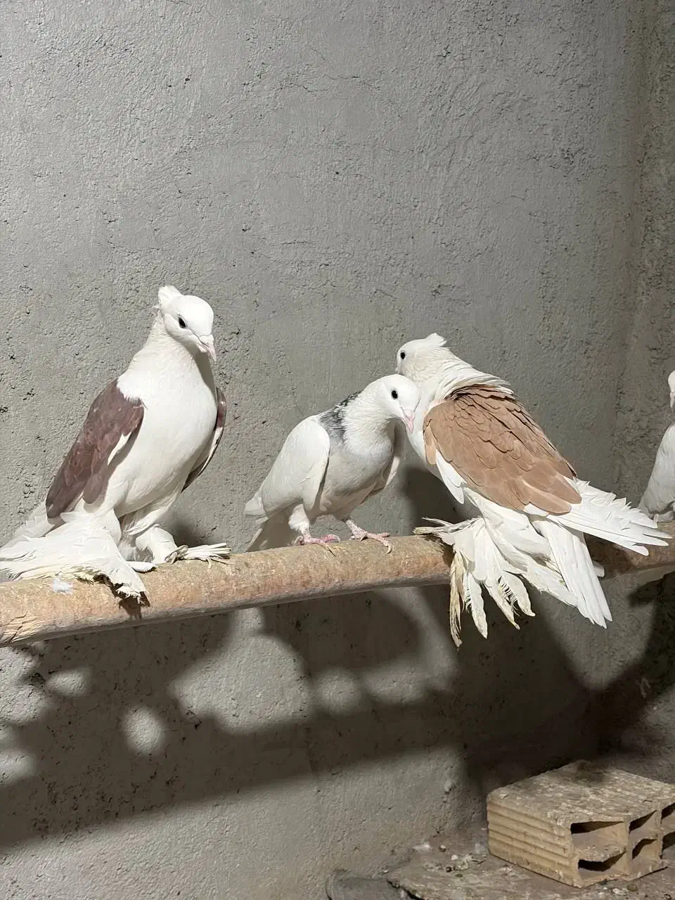 طوقی و پاپر|پرنده|بهار, |دیوار