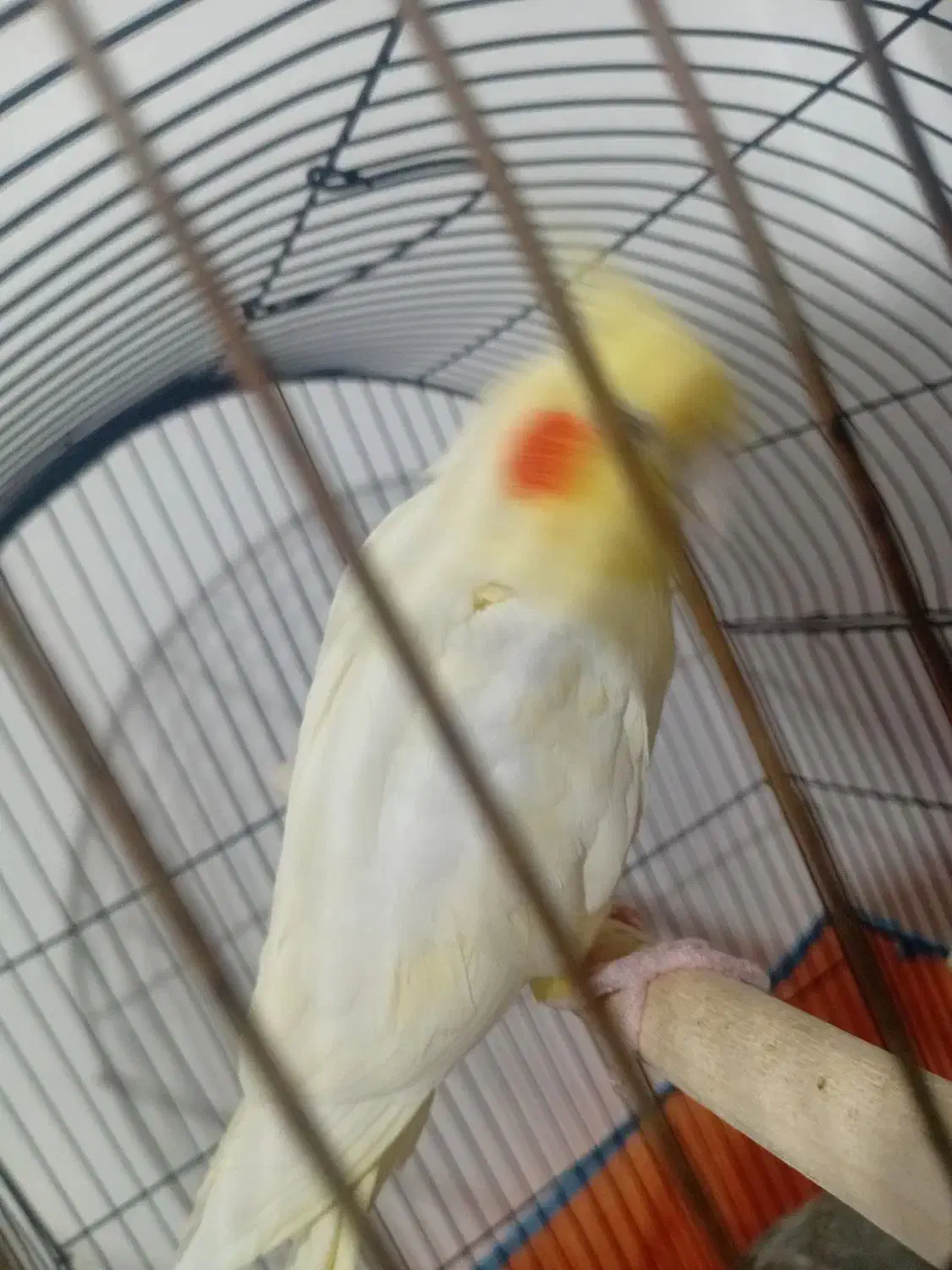 عروس هلندی جفت مولد کار داده|پرنده|بهار, |دیوار