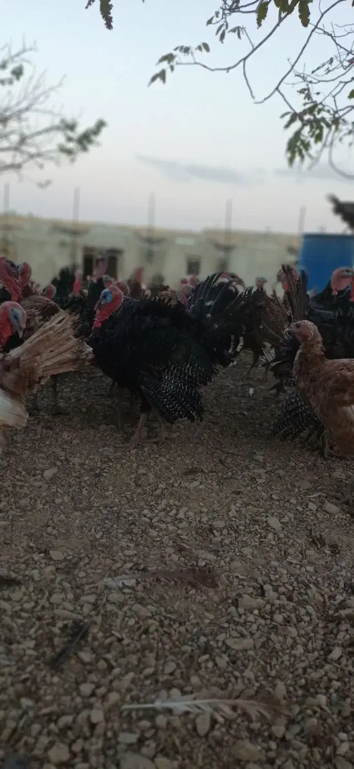 فروش بوقلمون کلی و جزئی|حیوانات مزرعه|همدان, |دیوار