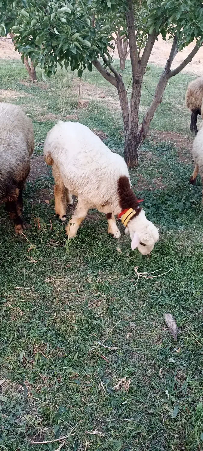 فروش میش داشتی.|حیوانات مزرعه|وردشت, |دیوار