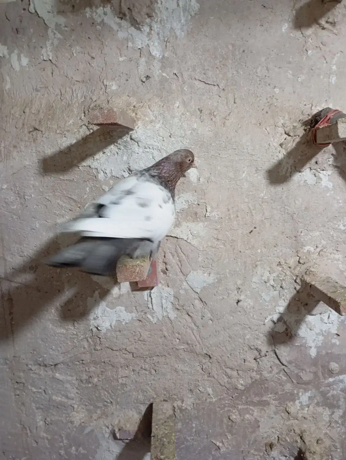 سینه سار|پرنده|سرولایت, |دیوار