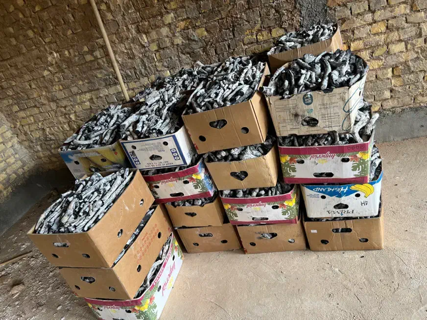 زغال پسته قلم سفید|عمدهفروشی|اردکان, |دیوار