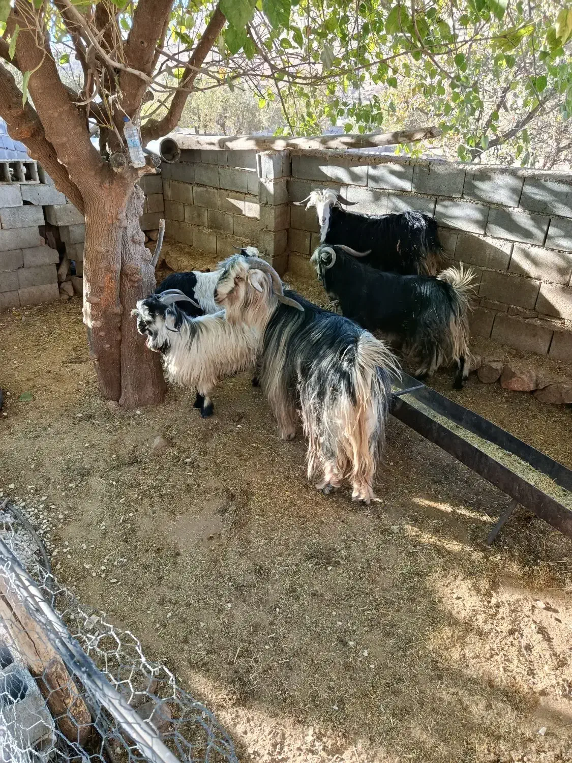 .. و|حیوانات مزرعه|میانکوه, |دیوار