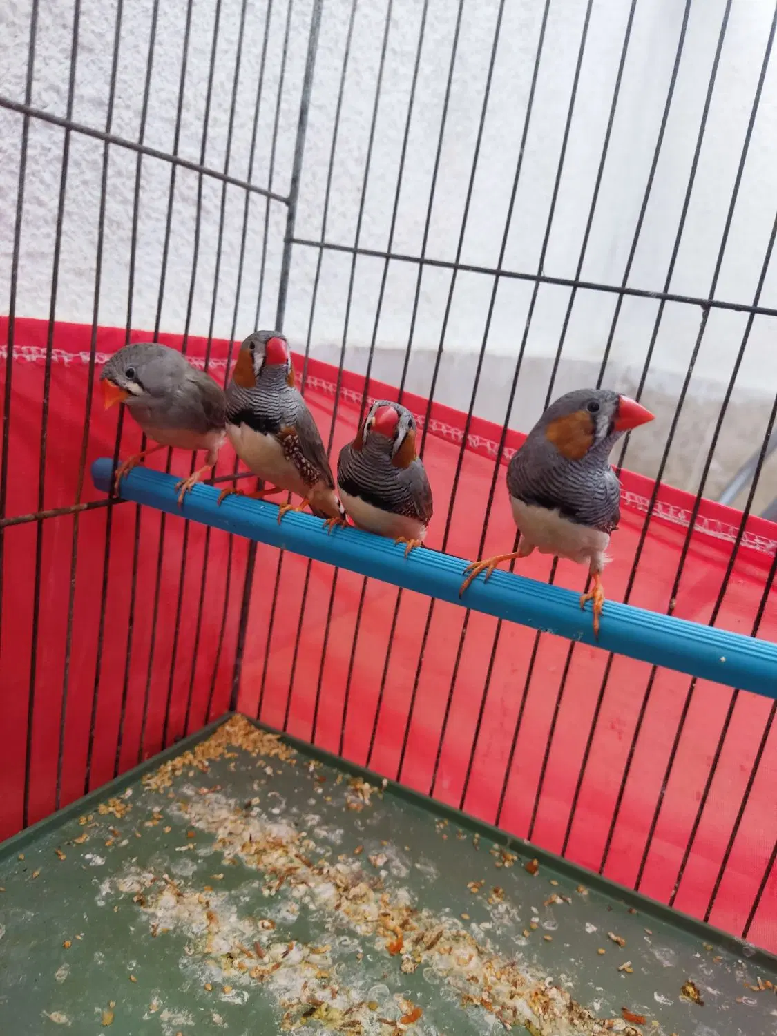 فنچ|پرنده|زنجان, |دیوار