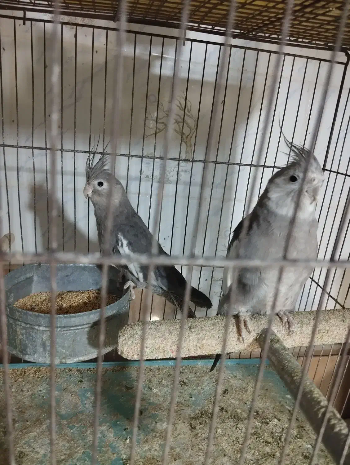 عروس هلندی وایت فیس|پرنده|قم, ناصردیوان|دیوار