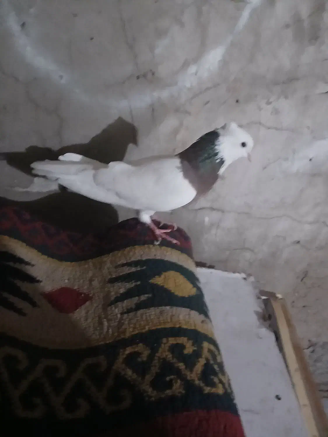 کبوتر رنگی|پرنده|اهواز, منبع اب|دیوار