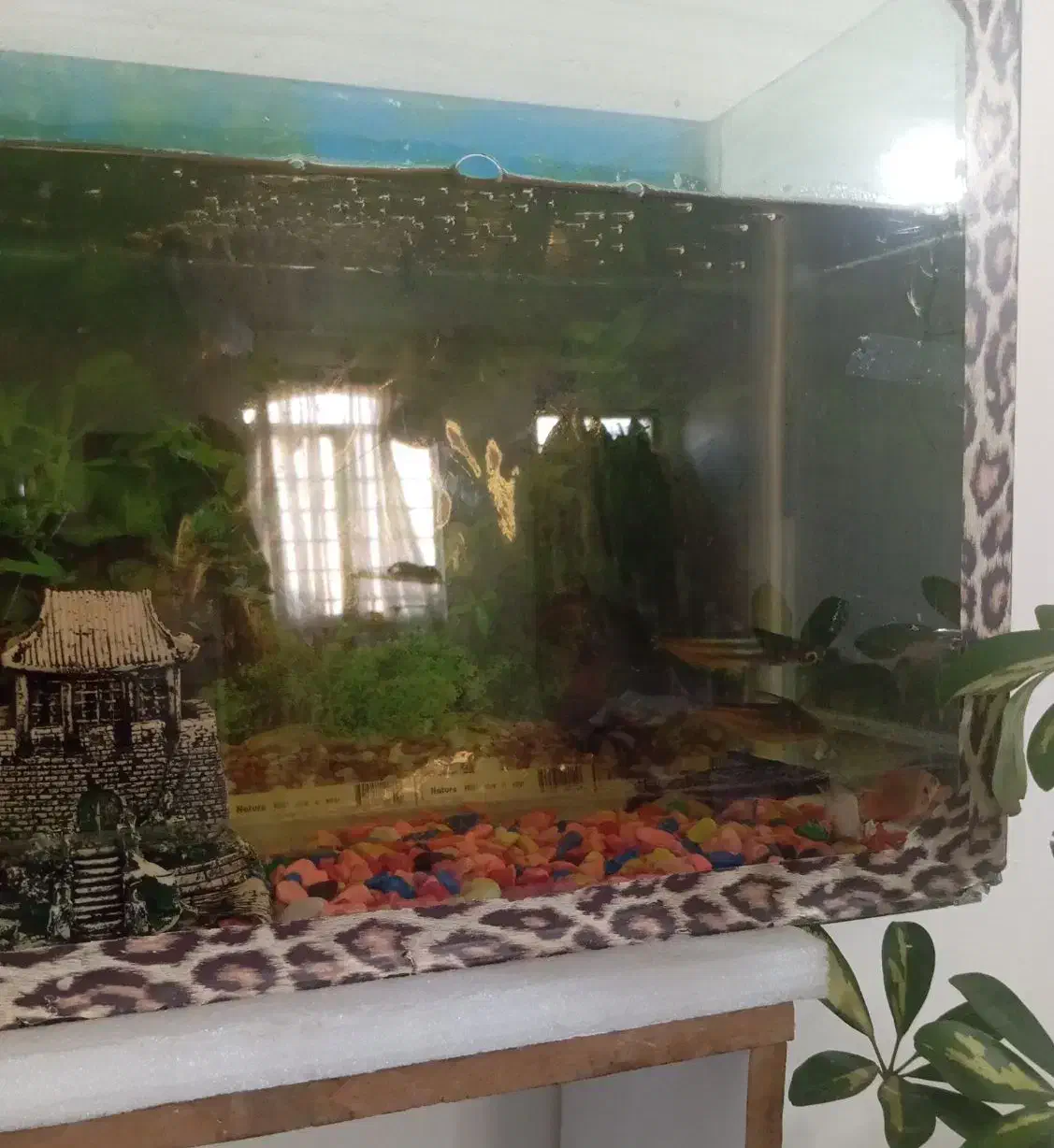 آکواریوم وماهی|ماهی|بروجرد, |دیوار