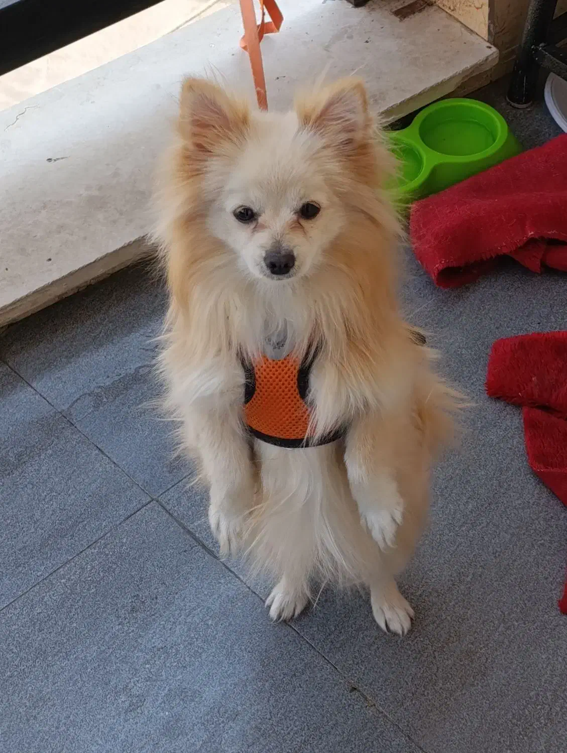 پامرانین روباهیی|سگ|سقز, |دیوار