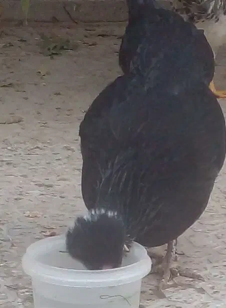 فروش مرغ گلین|حیوانات مزرعه|اصفهان, سرچشمه|دیوار