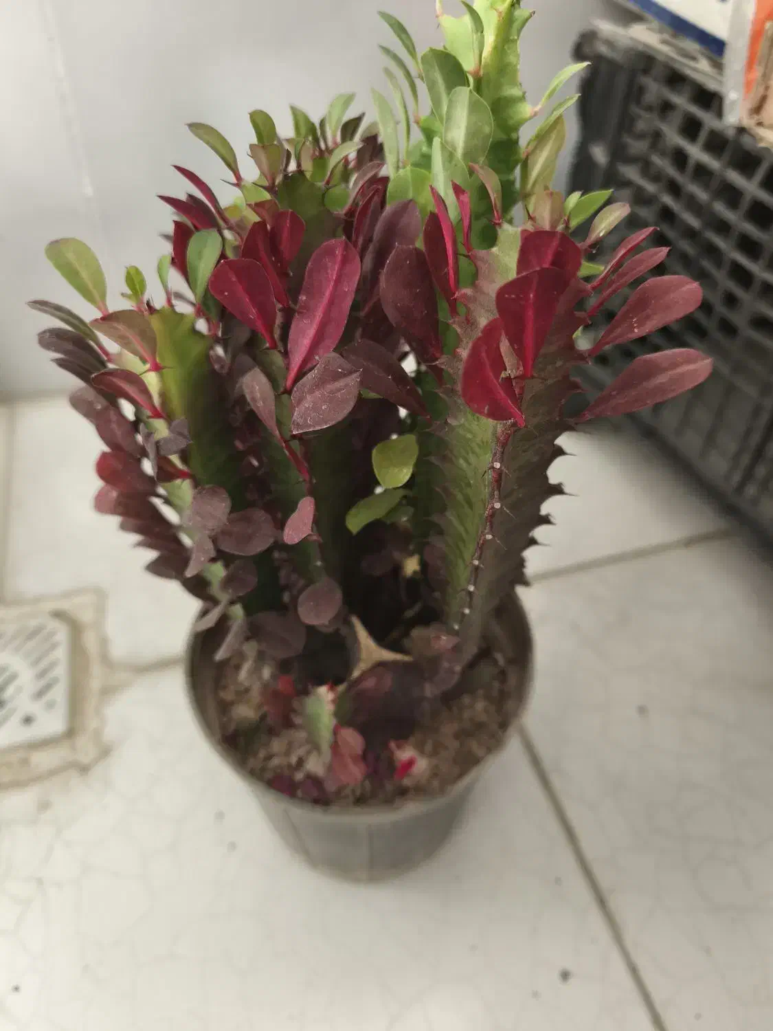 افوربیا دو رنگ|گل و گیاه طبیعی|ری, هاشم‌آباد|دیوار