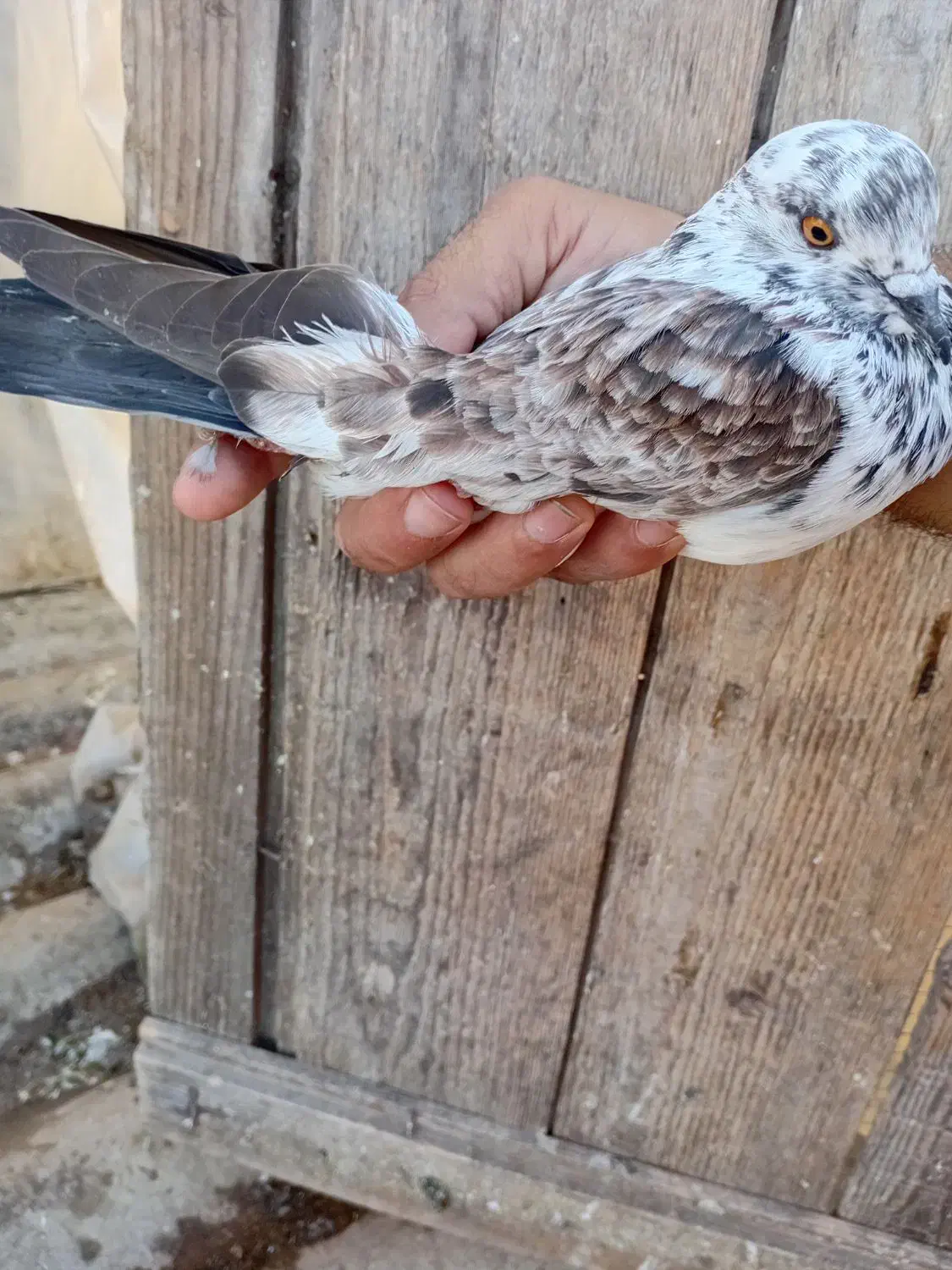 ۲تا کفتر آس|پرنده|خرم‌آباد (تنکابن), |دیوار