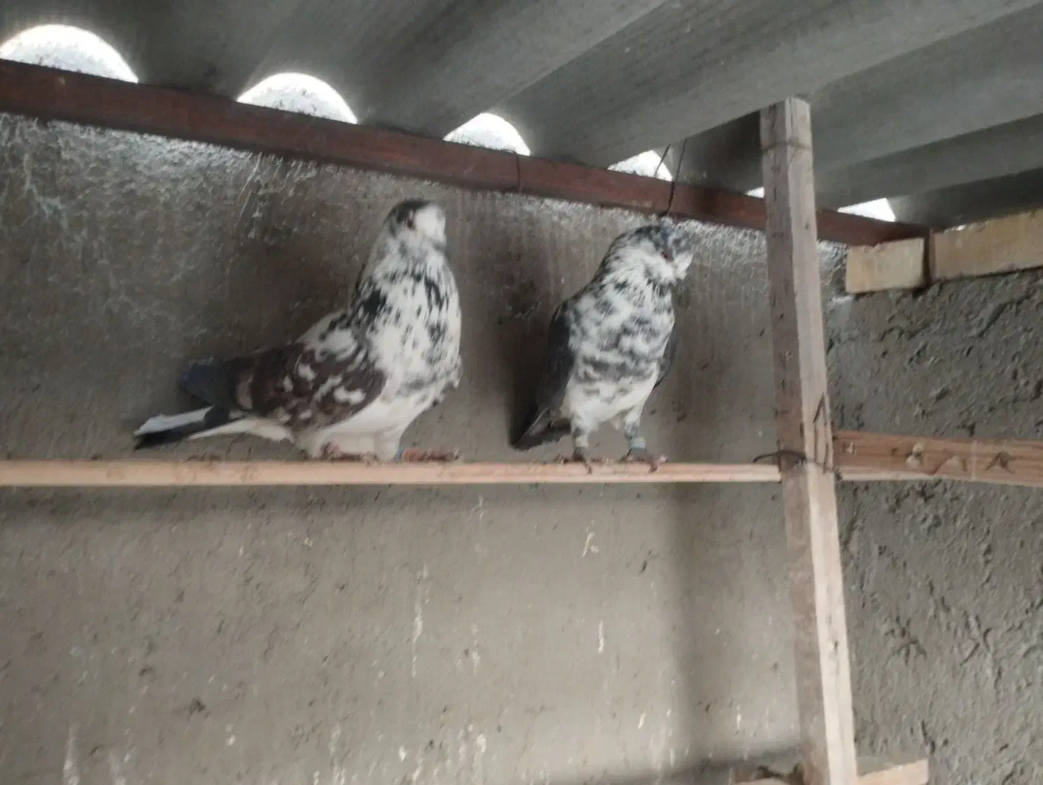 سوسکی ساعت سنگین|پرنده|خسروشاه, |دیوار