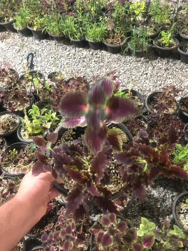 گل ارزون|گل و گیاه طبیعی|شهریار, شهریار|دیوار