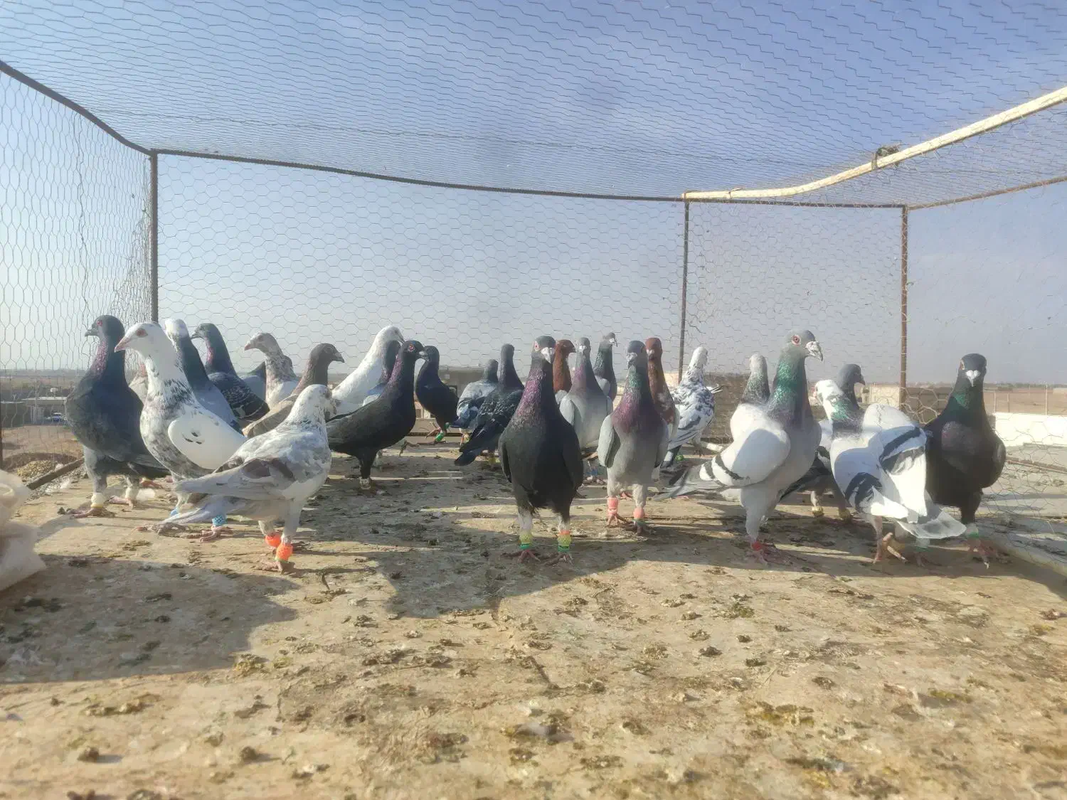 کفتر جنگده حریف کش 30عدد|پرنده|قزوین, |دیوار