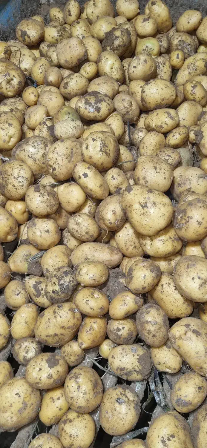 سیب زمینی بذری لیبل دار و خوراکی لوکس|خدمات باغبانی و درختکاری|بهار, |دیوار