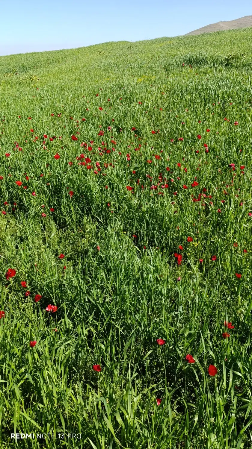 گونی|عمده‌فروشی|قروه, |دیوار