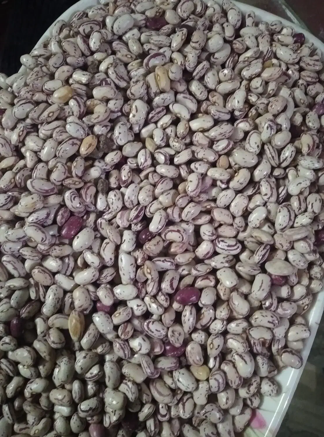 لوبیا چیتی|خوردنی و آشامیدنی|اقبالیه, |دیوار