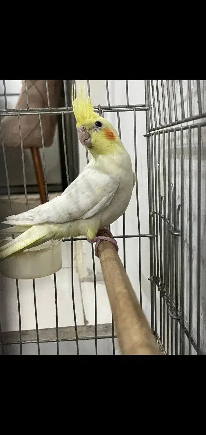 عروس هلندی لوتینو|پرنده|اراک, |دیوار