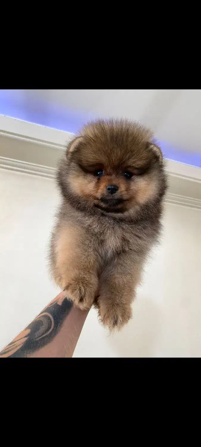 پامر خرسی عروسکی|سگ|رشت, دیانتی|دیوار