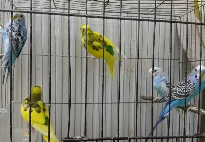 فروش دو جفت مرغ عشق نر و ماده|پرنده|کرج, عظیمیه|دیوار