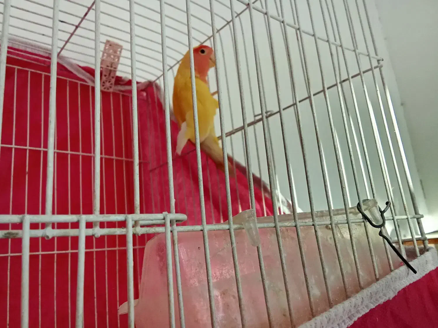 یک عروس هلندی نر و کوتوله برزیلی نر|پرنده|اسفراین, |دیوار