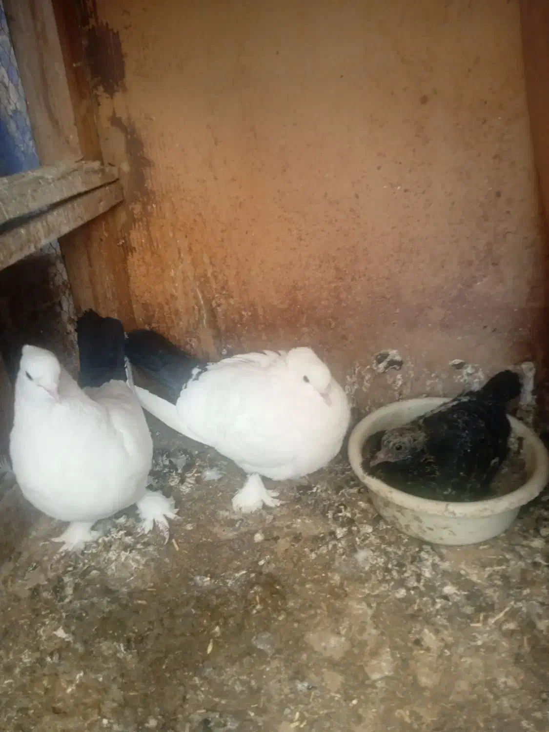 نروماده دم سیاه۸تا|پرنده|قم, دورشهر|دیوار