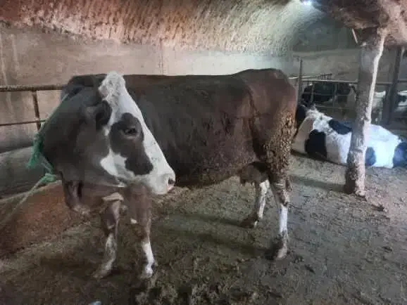 گاو|حیوانات مزرعه|قیدار, |دیوار