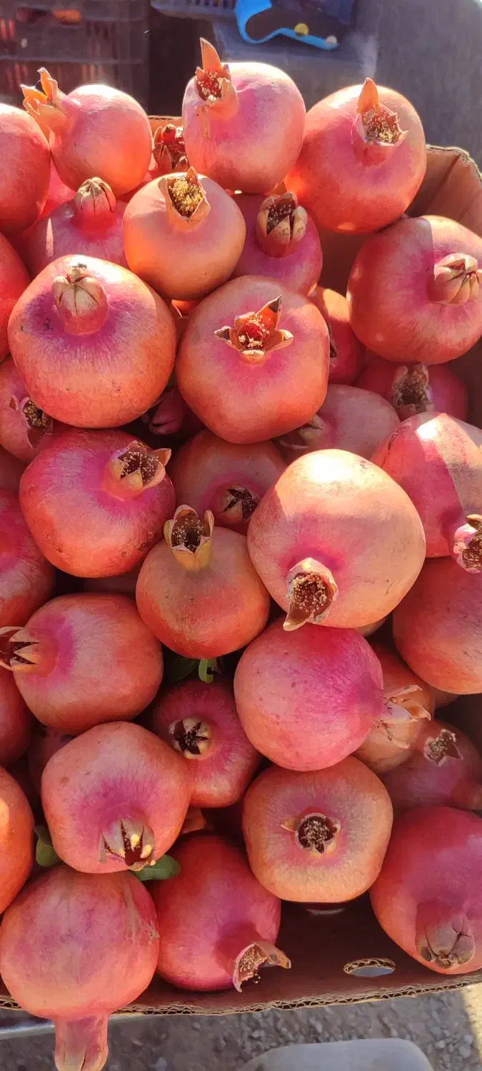 انار درجه ۱ کوهمره سرخی|خوردنی و آشامیدنی|شیراز, شهرک والفجر|دیوار